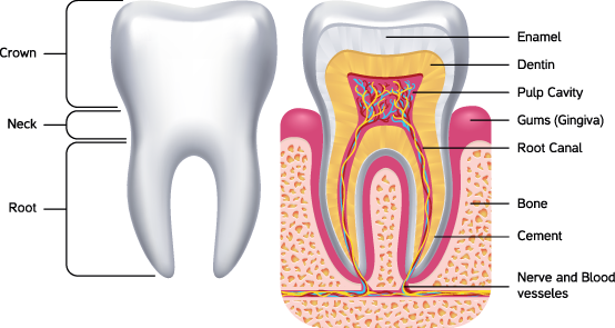 human-teeth-types-dental-formula-structure-composition-and