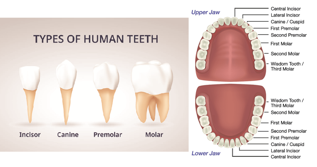 Зуб 1 8. Types of Teeth. Anatomy of Upper incisors. Human Teeth and their names.