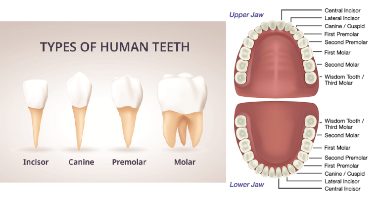 Human Teeth Types Dental Formula Structure Composition And