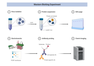 western blotting procedure steps