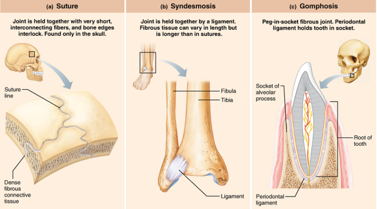 Structure And Types Of Joints In The Human Body Online Science Notes 6525