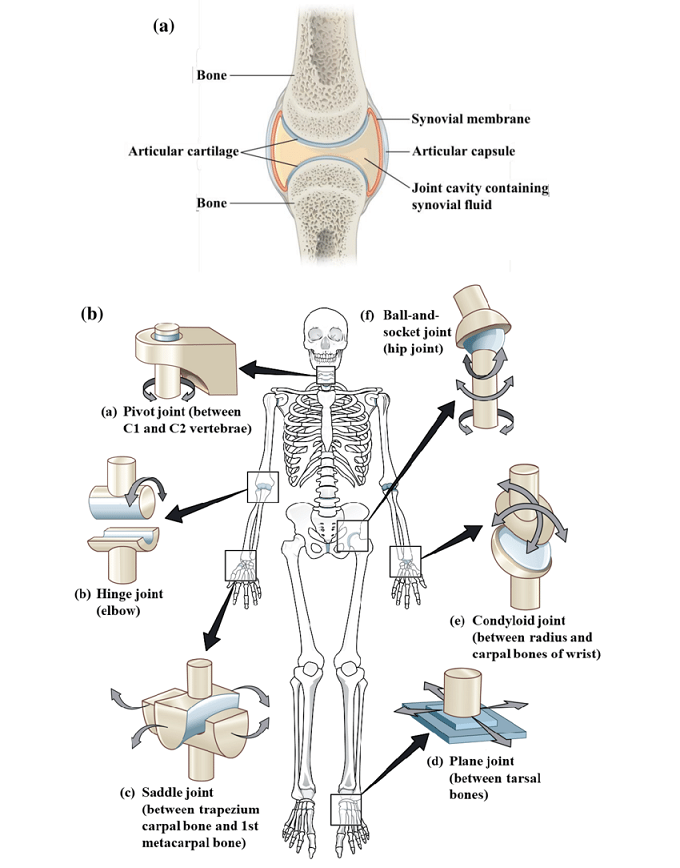 The Structure Of A Synovial Joint Synovial Joint Joints Anatomy Images   Synovial Joints And Its Types 