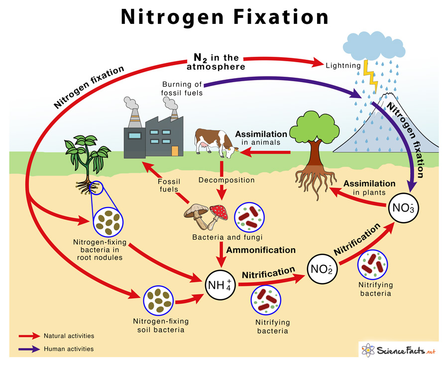 write short essay on nitrogen fixation