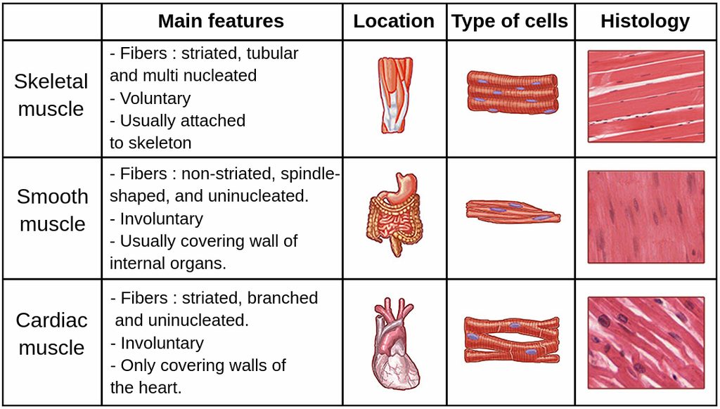 What Are The Three Types Of Muscular Tissue Found In The Body Briefly Describe Each