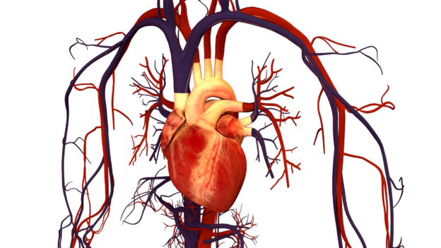 El sistema arterial en los seres humanos