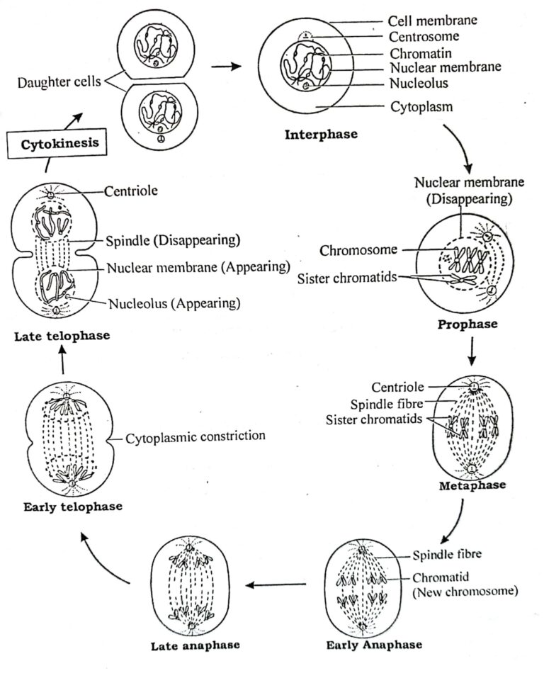 Mitotic Cell Division Mitosis Its Stages And Significance Online